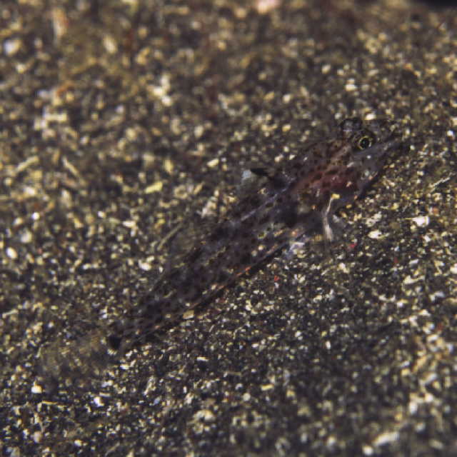 Fusigobius duospilus